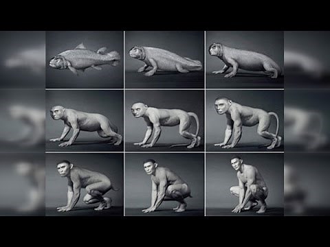 EVOLUCIÓN DEL HOMBRE