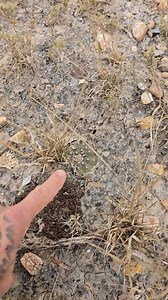 Astrophytum asterias, the Star Cactus or the "Sea Urchin Cactus". One of the rarest plant species in the United States, it is only known from a few locations in Deep South Texas. It can be an incredibly cryptic species and very easy to walk right over. This species is threatened by land clearance (a huge population was destroyed to build a solar farm last year) and feral pigs (I have photos of huge plants with bite marks in them). | Crime Pays But Botany Doesn't