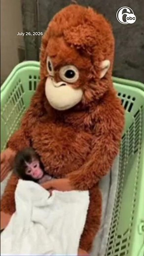 Japan's monkey sensation Punch gets thousands of birthday messages as he turns 1 on Sunday