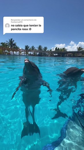 El Color del Delfín: Influencia Genética