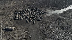 Climate change.Aerial circular view of a pod of desperate hippopotamus seeking refuge in the remaining mud from the drying up Lake Ngami due to drought and climate change, Okavango Delta, Botswana