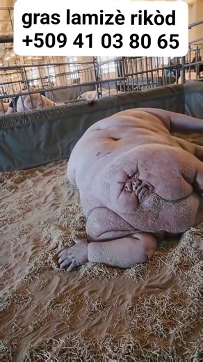 #pppppppppppppppppppppppppp #videoviralシviralシ2025 #viralpost2025シ #AAAAAAAAAAAAAAAAAAAAAAAAAAAAAAAAAAAAAAAAAAAAAA #lpost2025 #viralpost2025 #viralreelsels #AAAAAAAAAAAAAAAAAAAAAAAAAAAAAAAAAAAAAAAAAAAAAAA #videoviral #viralreels | Lakou Granmoun Granmoun Pajwe