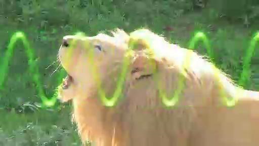 Sid the Science Kid - Catch a (Sound) Wave Video | PBS KIDS