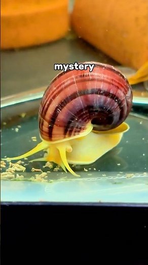 Mystery Snail evolution and birth process🐌 #fishtank #aquarium #mysterysnail #snaileggs #fishfood
