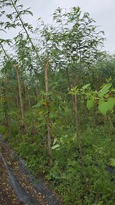 Trellis Fodder Multipurpose Tree - Hadga/Agasti/Sesbania Grandiflora Linn. | AllGanic Farm