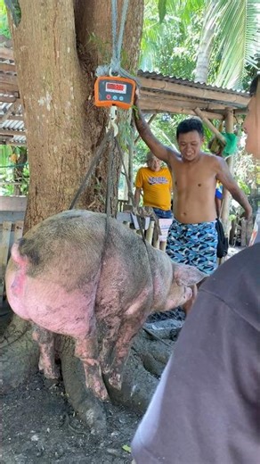 Digital weighing scale problem#backyardfarming