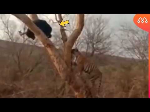 INCRÍVEL! TIGRE ATACOU O FILHOTE ERRADO E LEVOU A PIOR