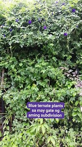 1.2K views · 46 reactions | Blue ternate plants sa may gate ng aming subdivision... Marami palang benefits ang blue ternate tea sa ating kalusugan Fighting with faith  #reelsviral2023 #fbreels #fbreelsviral #selfcare #fyp #blueternateflower #BlueTernatea #highlight | Francisca Raga Tolentino | Facebook