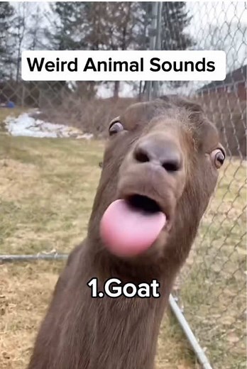 Discovering Weird Animal Sounds From Around the World