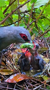 The mother bird feeds her chicks fat worms. #forest #originalvideo #birdphotography #birds #wildlifephotography #babybird #original #nature #wildlife | Nuts about birds