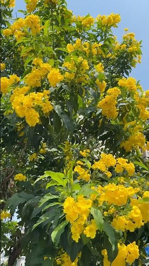Rực rỡ Hoa Chuông Vàng | Vibrant Yellow Bells Bloom #lamvuon #tronghoa #nongnghiep #hoachuongvang