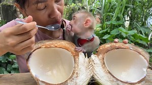 1.3K views · 126 reactions | Baby monkey ZIM lovingly kisses her mother before eating a delicious coconut - Zim Family | Zim Family | Facebook