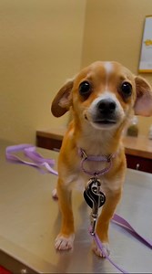 3.7M views · 179K reactions | Cute little dogs adoption story is Heartwarming 殺 | Rocky Kanaka | Facebook