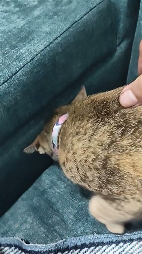 Percy responds like electricity #percymessy #catshorts #paws #purrs #viralcats #viralcatvideo #cat