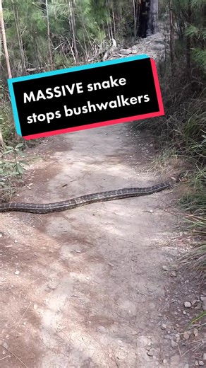 Massive Python Stops Bushwalkers on Mountain