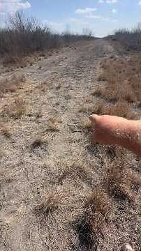 This simple trick traps bobcats fast #trapping #bobcat #shorts