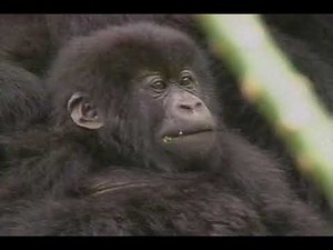 The Wonder of Baby Animals | 1980s Educational VHS Digitized