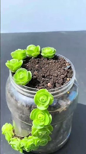 Stunning Creative Succulent Arrangement Ideas 🪴💡