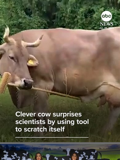 Veronika the Tool-Using Cow Impresses Scientists in Austria