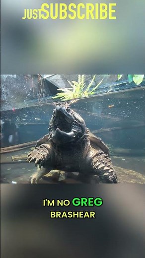 Epic Alligator Snapping Turtle Encounter: Jaw-Dropping Behavior! #shorts