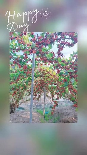 桑葚采摘园实图#桑葚苗 #果树种植 #桑葚 #纯天然无添加 #桑树的种植方法