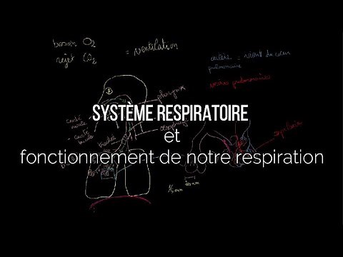 Système respiratoire et fonctionnement de notre respiration