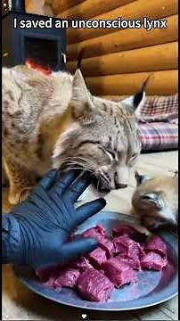 I saved an unconscious lynx#Rescue #Wildlife #Animal#Heartwarming#lynx#short