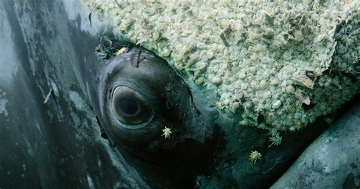 Whale with Steve Backshall:Ocean Survivors