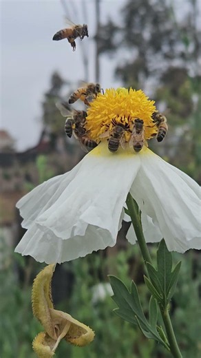 Bees are obsessed with this giant white poppy!