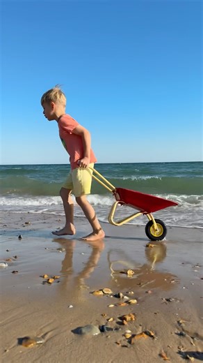Collecting sea shells 🐚 with the wheelbarrow 😁 #funny