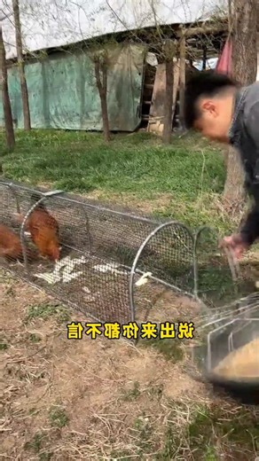 Amazing Chicken Farm Setup | Smart Free-Range Chicken Coop.