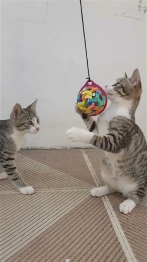 Two Kittens Playing with a Ball 🐱🐱⚽ | Cute Kitten Playtime | Funny Playing Cats