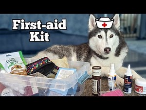 DIY First Aid Kit For Dogs: How To Prepare For Your Pet's Next Emergency