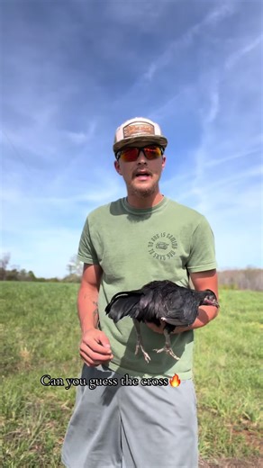 Pt.2 of guess the cross🔥 can you guess right?? #lindseys_gamefowl #farmtok #gamefowl