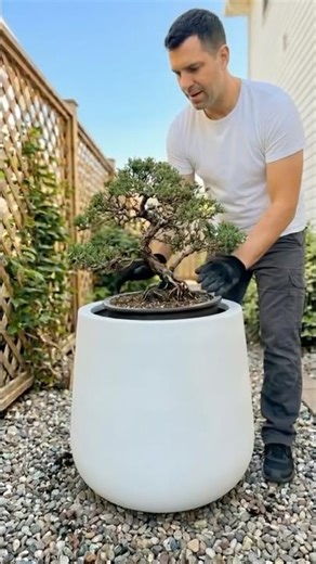 DIY White Cement Bonsai Planter 🌿 #DIYPlanter#CementPlanter#ConcretePlanter#BonsaiPlanter #diy