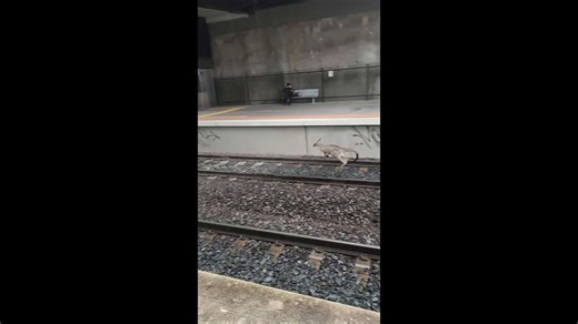 Kangaroo hops onto train tracks at Wyndham Vale station in Melbourne, Victoria, Australia