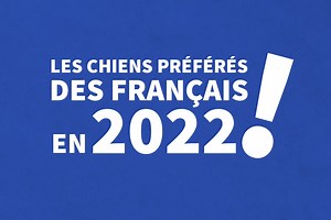 19K views · 181 reactions | La Centrale Canine dévoile le top 20 des...