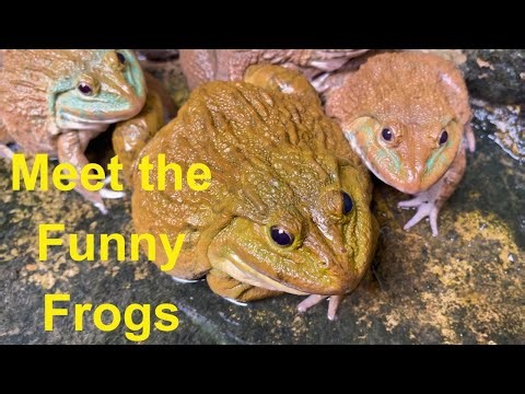 Meet the Funny Frogs