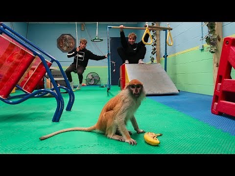 GYMNASTICS WITH A MONKEY!
