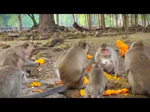 Monkeys enjoying buffet breakfast altogether happily