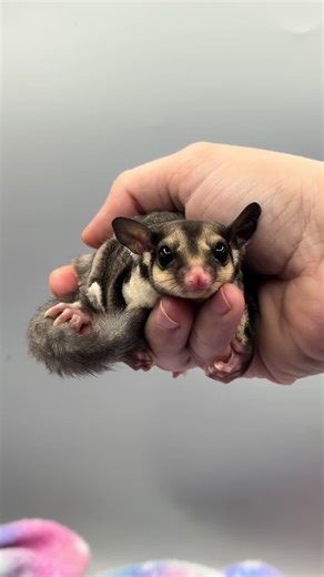 Swamp monster bullies (@swampmonsterbullies)’s videos with Black Beatles - Leo Walt