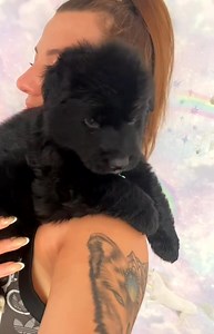 Wolf Empire baby girl Love these eyes ❤️ | Wolf Empire German Shepherd Kennel UK