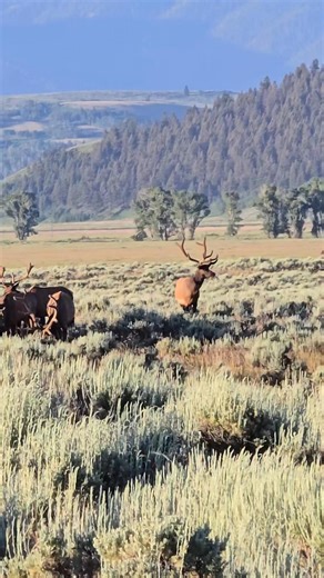 Stag Party... This party looks lit... Bull elk in Grand Teton | T. Lyn Neufeld Photography