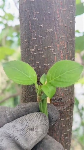 15K views · 41 reactions | see the video on grafting techniques in agriculture...#plants #treesgrafting #fruittrees #trees #naturelovers #growth #plantlifecycle #plantlife #plantlifebalance #greenplants #plantscare #fruittrees #graftingtechniques #graftinghard #graftingskills #graftingtechnology #reelsvideo #videography #reelsfyp | Plants Grafting | Facebook