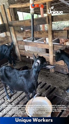 Animal care for beginners: a simple guide to goat farming
