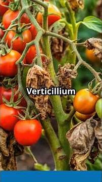 Diagnosing Tomato Diseases