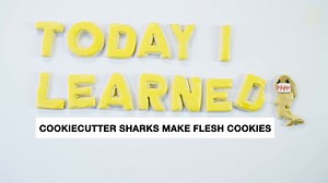 Don’t be fooled by its adorable name—the cookiecutter shark attacks by suctioning its lips to its victim’s flesh, spinning, and ejecting a cylindrical plug of flesh from its prey! 🦈 Nat Geo Explorer Jessica Cramp reveals more about these small but mighty marine predators. Learn more about sharks in our Resource Library! http://on.natgeo.org/6183OxHkz | National Geographic Education