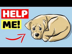15 Signs Your Dog Is Asking for Help (Dog Language Explained)