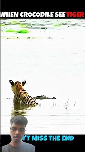 Crocodiles vs tiger #shortsfeed