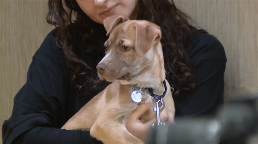 Animal welfare groups back new leader of Chicago Animal Care and Control